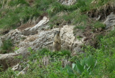 Marmotte