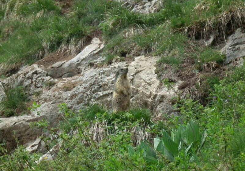 Marmotte